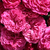 Bordová - Rambler,popínavá ruža - Chevy Chase